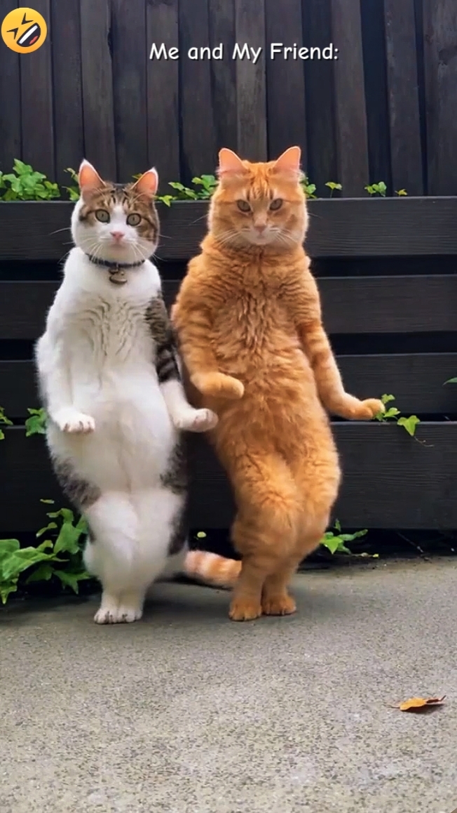 Dance Trend 2026
