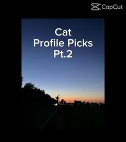 Cat pfp