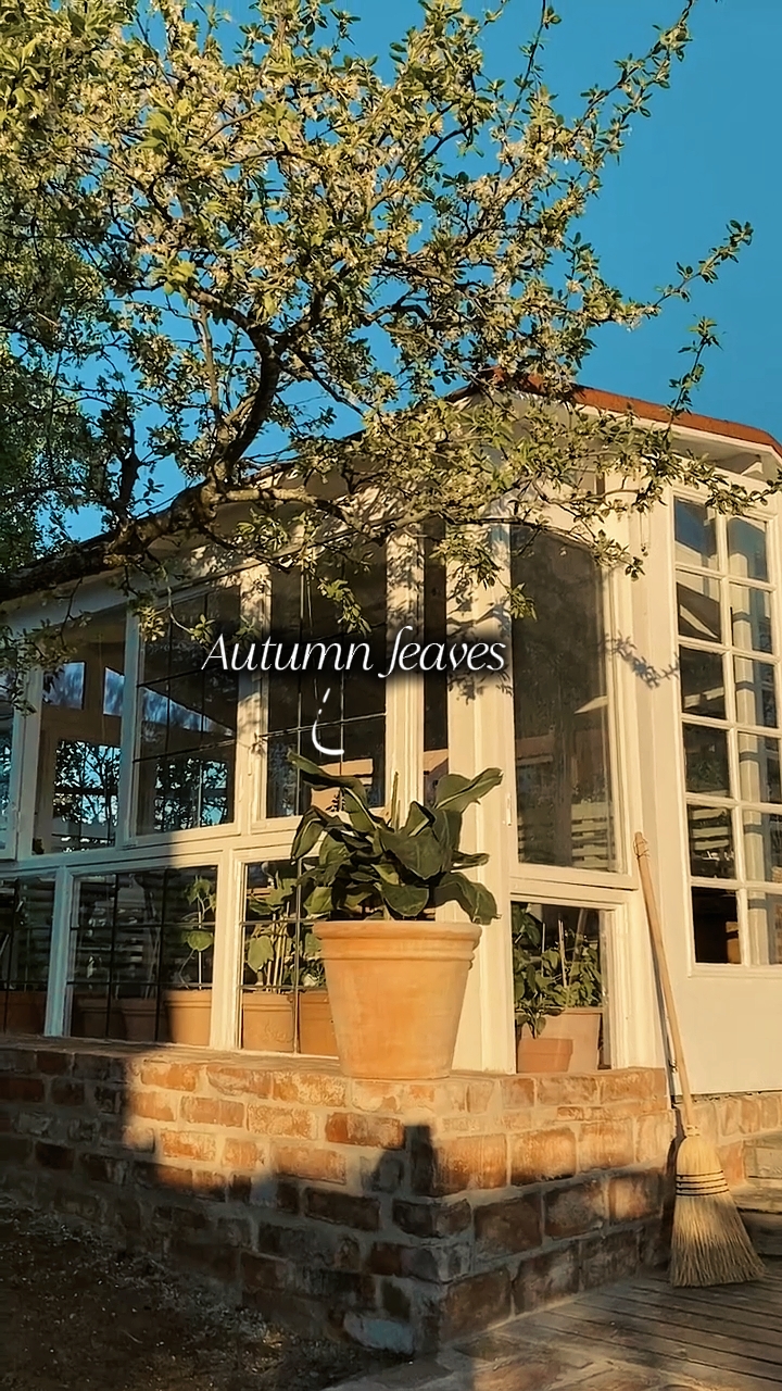Autumn Leaves 