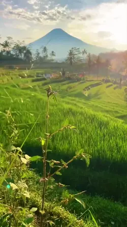 suasana pagi hari