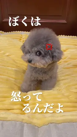 ぼくは怒ってる💢