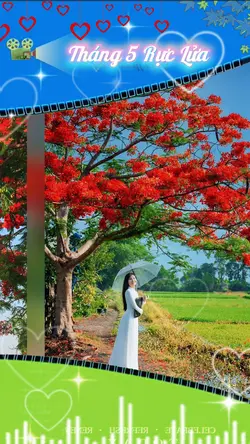 MÙA HOA PHƯỢNG VỸ