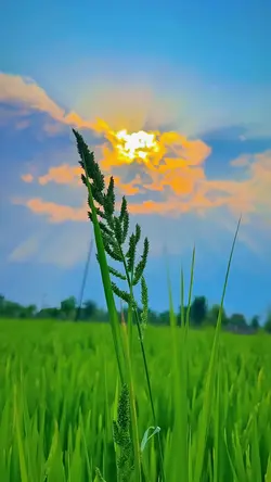 nature aesthetic