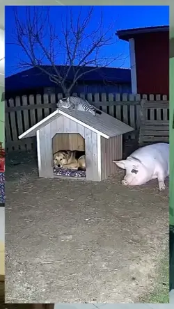 mledakk