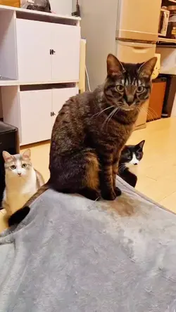 猫さんの休憩