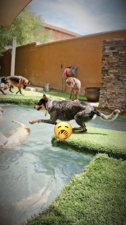 Perrito sentado