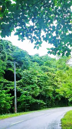 Green Trees