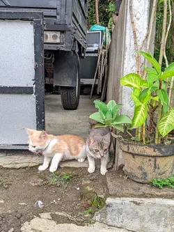 sound kucing