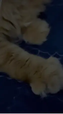 Kelazatan buah kurma