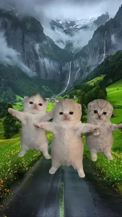 kitten dance viral