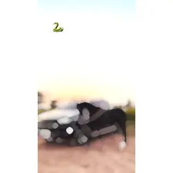 Sappa dy putr 🐍🔥