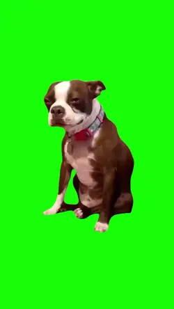 CRYING DOG MEME