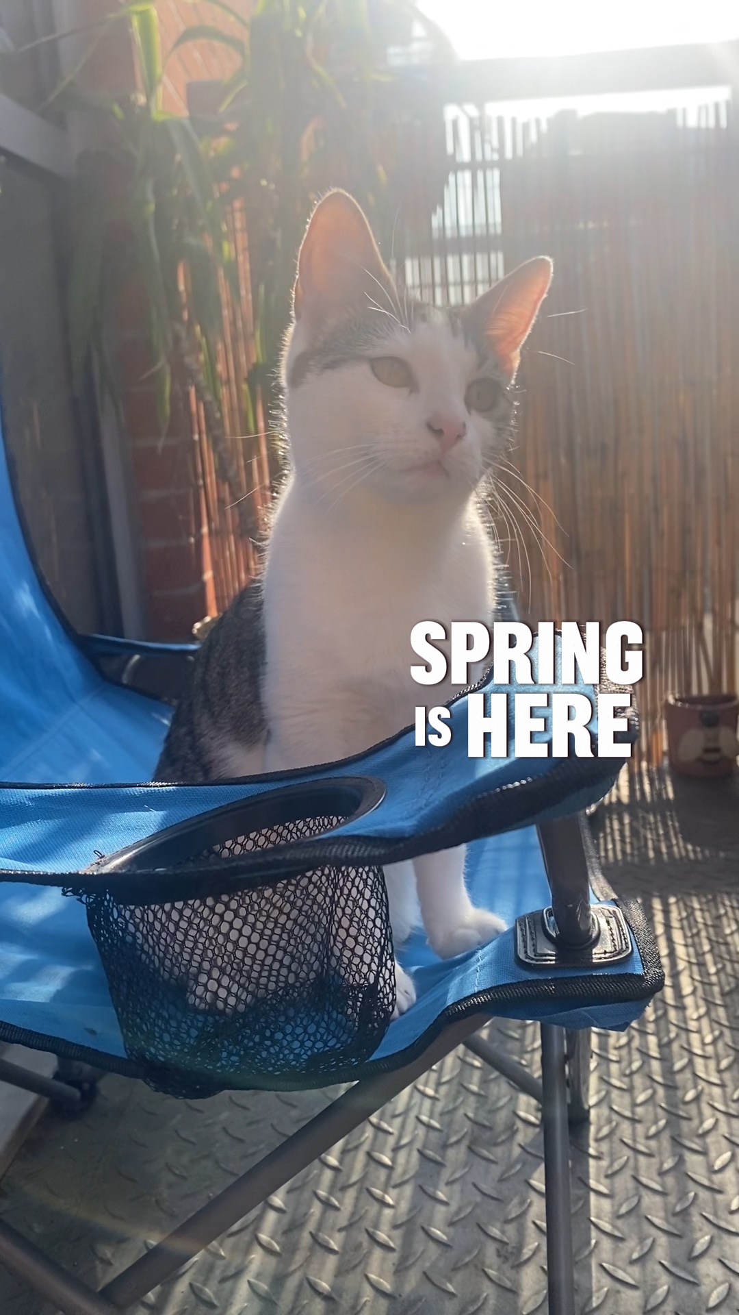 Schwestern im Frühling 