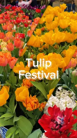 Tulip festival UK