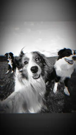 2 ẢNH GIẬT GIẬT CHÁY