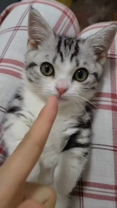 My pet