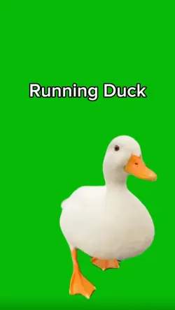 Running Duck