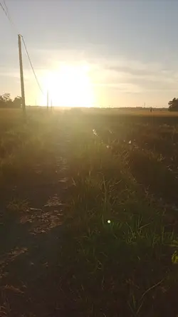 Burung diatas burung