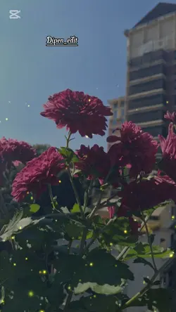 मलाई छोडि नजाउ