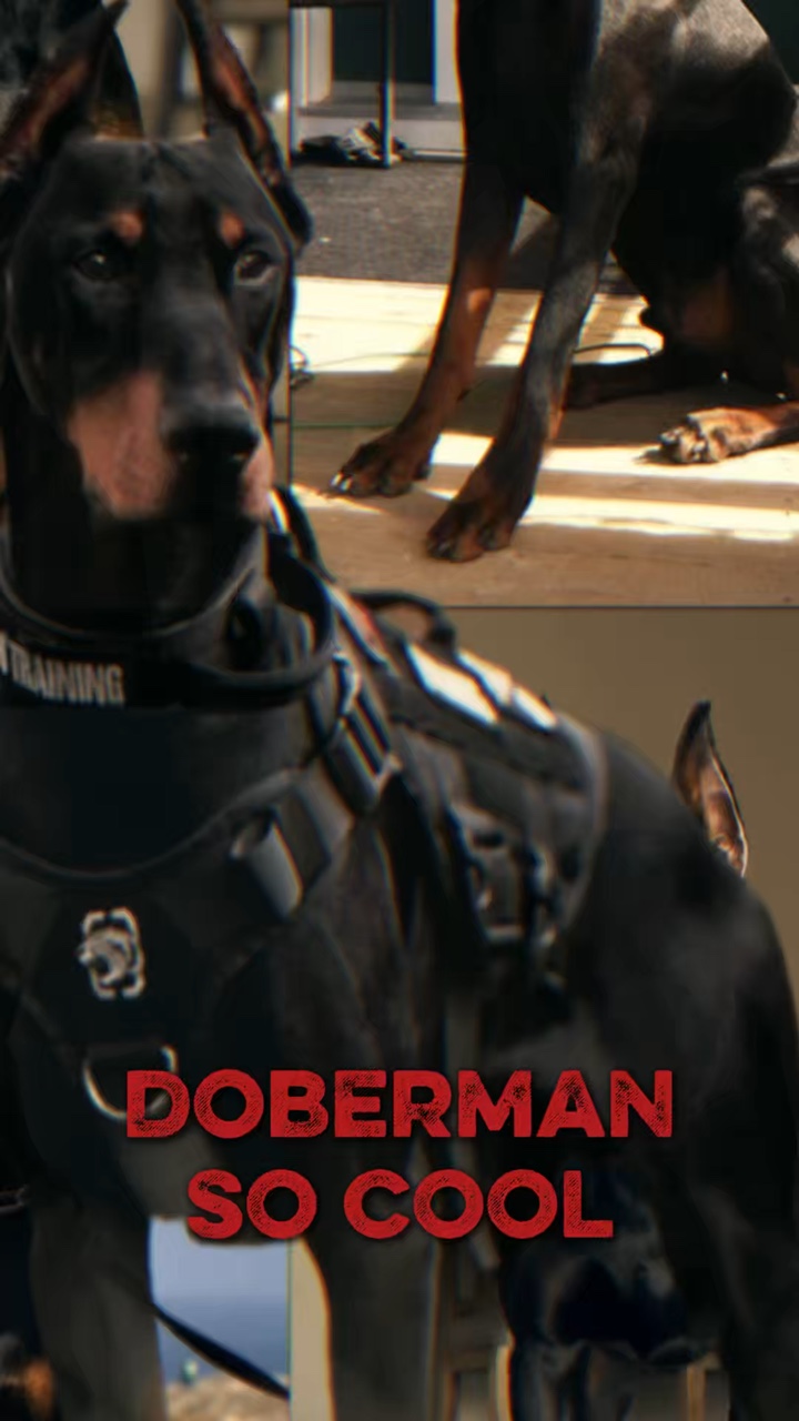 Doberman so cool 