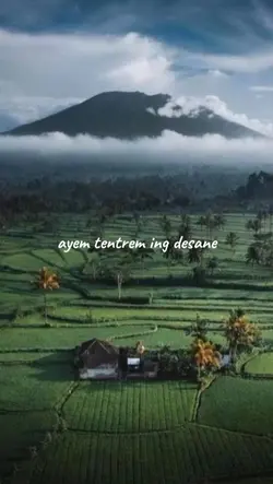 sawah