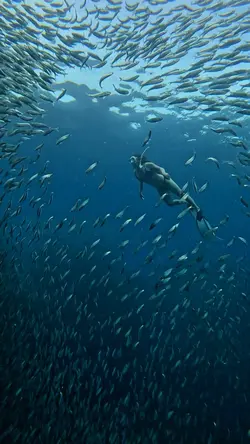 Fundiveee