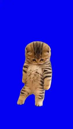 Cat Danece