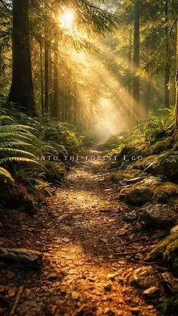 Into the Forest 