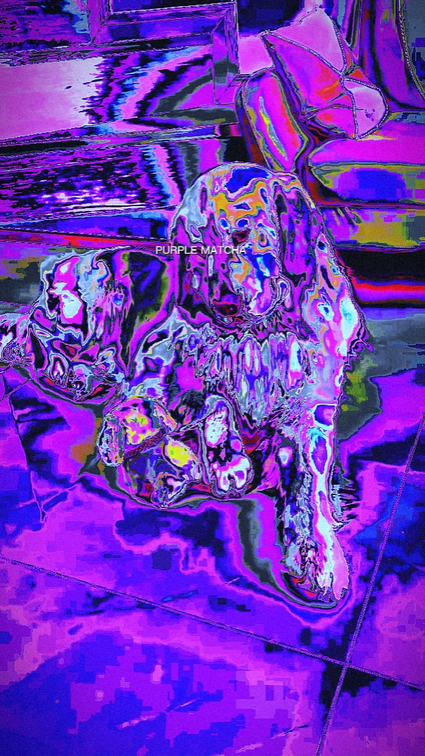 PURPLE MATCHA PET