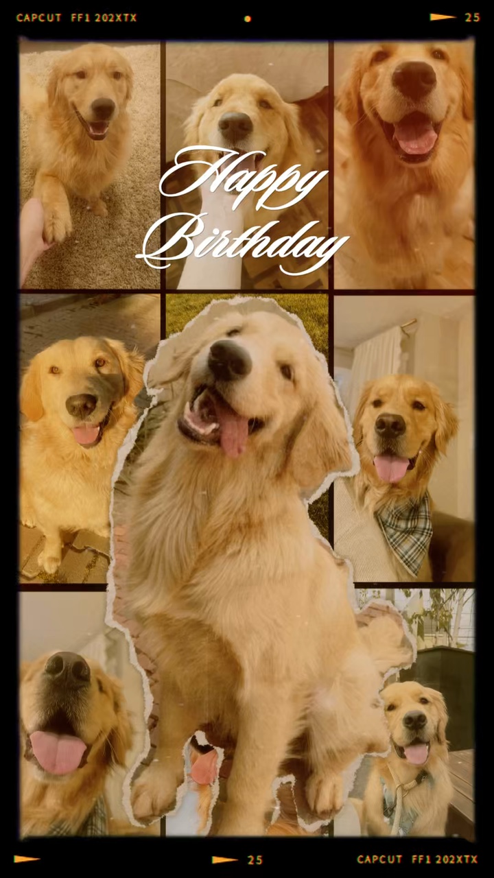 Birthday my dog 🎂🐶✨