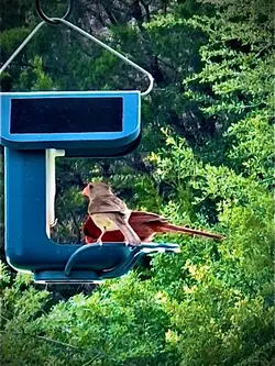 Mated Pair Cardinals