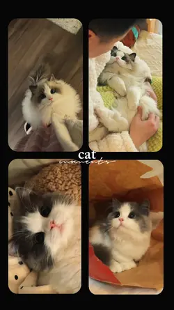 CAT TEMPLATE