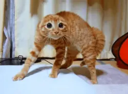 scared cat 