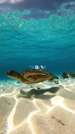 under the sea