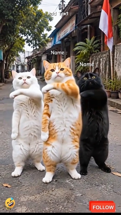 Funny dancing cat 