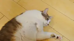 ぐったり猫ちゃん