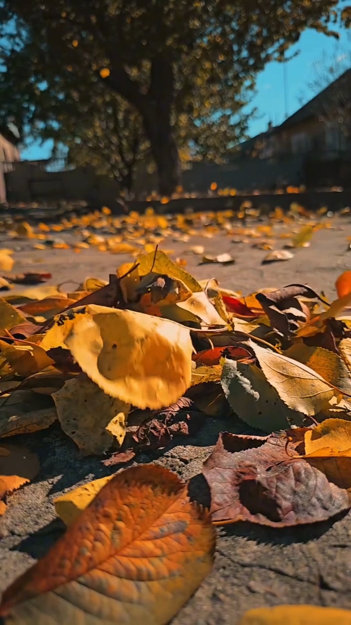 7 videos de otoño 