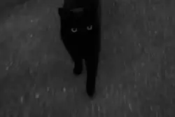 Black cats