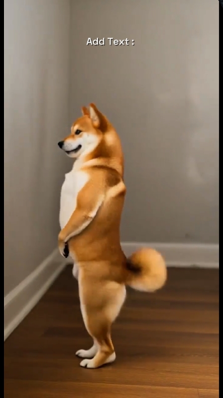 My dog at home 