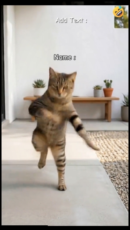 Funny Cat