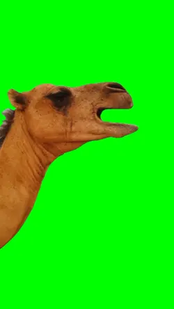 SINGING CAMEL
