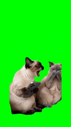 CAT MEME CUTE