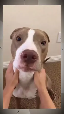 dog videos