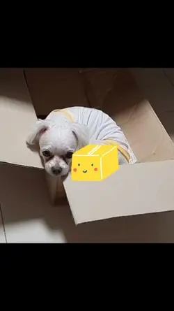 상자 속 편안함