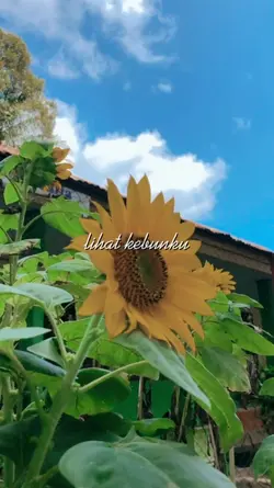 Lihat kebunku - Jeje