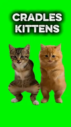CRADLES KITTENS