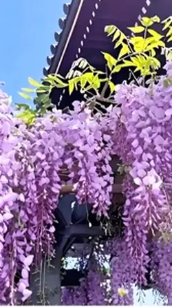 藤棚季節