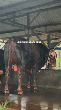 jalani dengan tenang