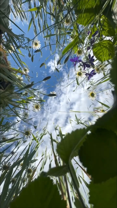 Frühling 
