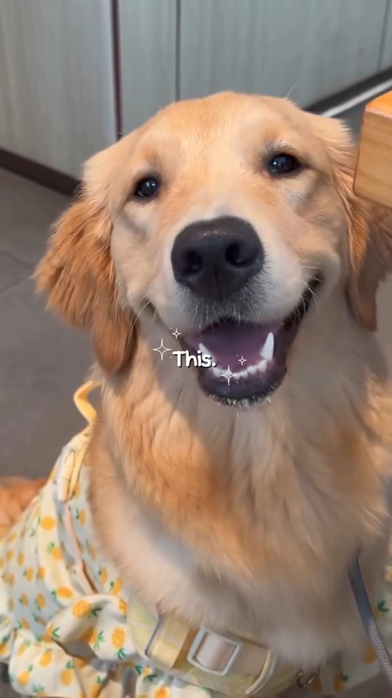 Feliz: recapitulação do cachorro